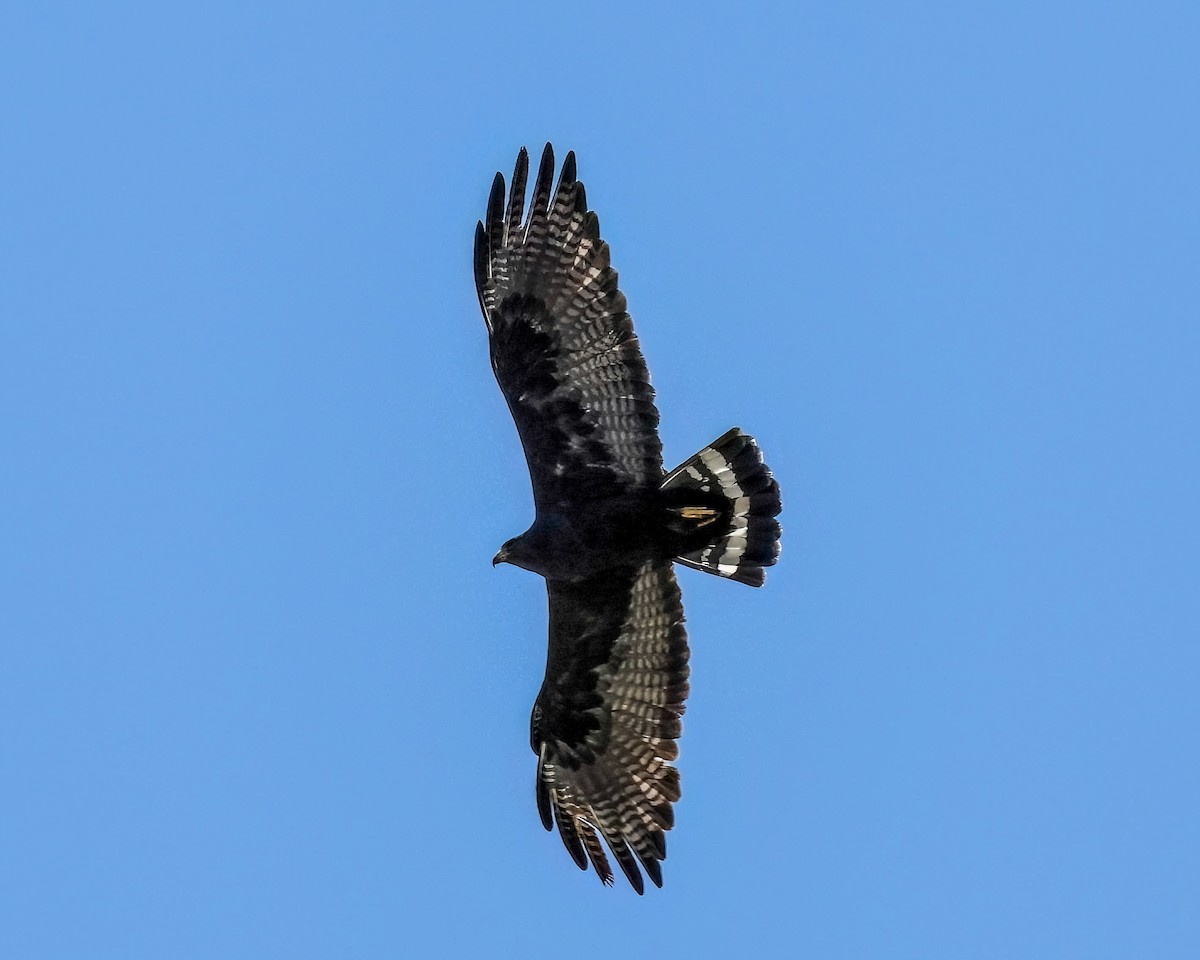 Zone-tailed Hawk - ML619261541