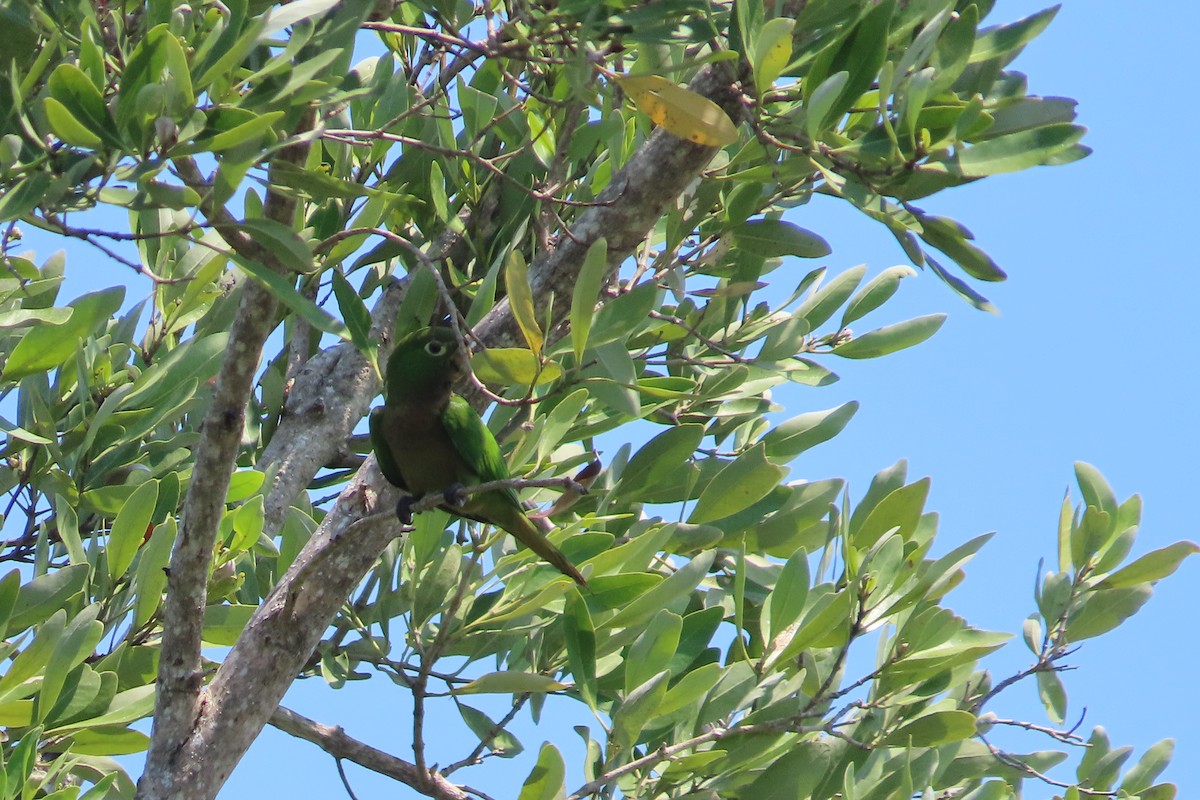 Olive-throated Parakeet - ML619261545