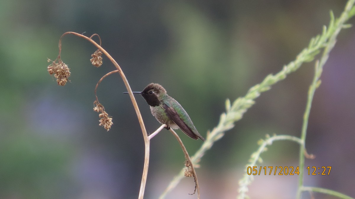 Anna's Hummingbird - ML619261547
