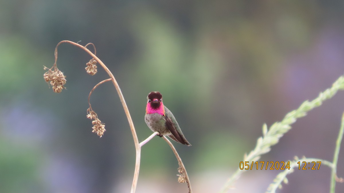 Anna's Hummingbird - ML619261548