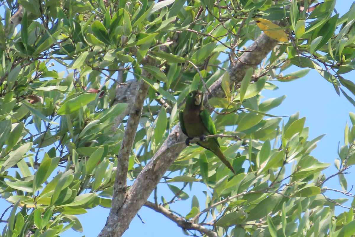 Olive-throated Parakeet - ML619261555