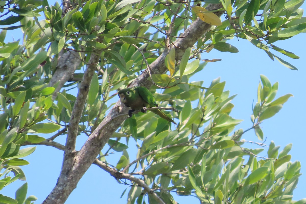 Olive-throated Parakeet - ML619261579