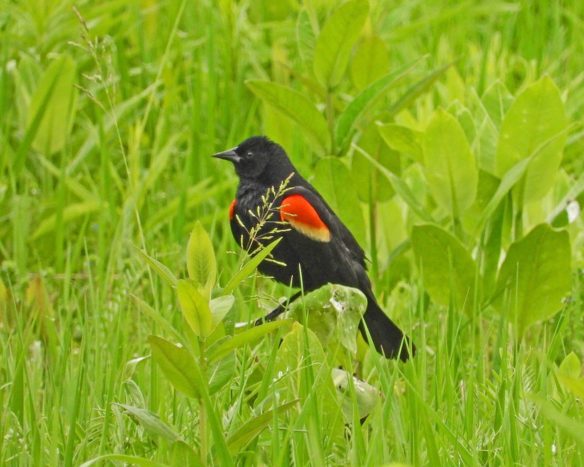 Red-winged Blackbird - ML619261596