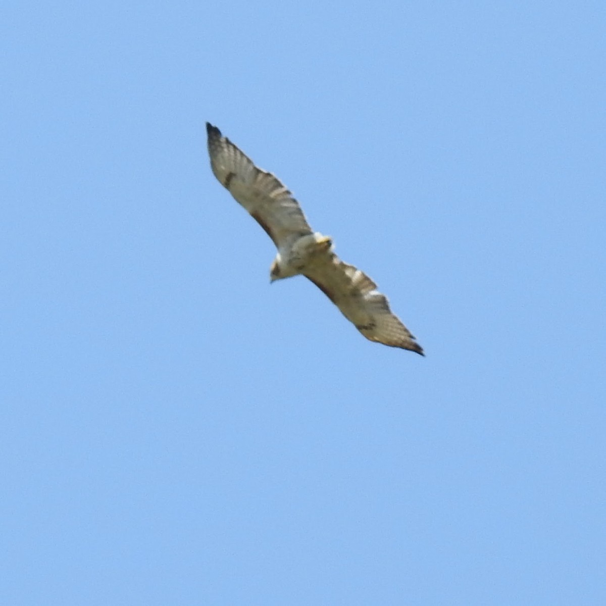 Red-tailed Hawk - ML619261609
