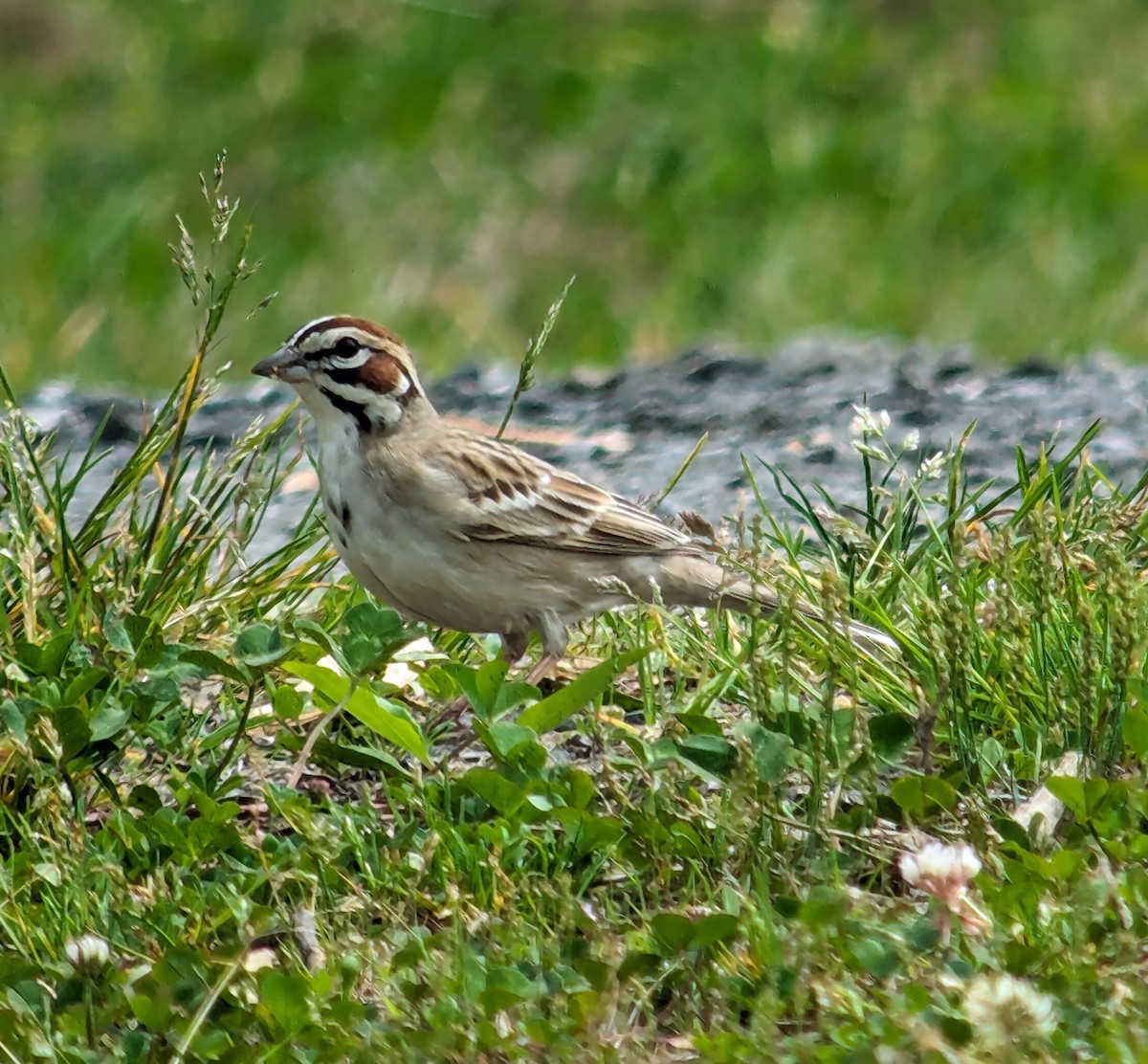 Lark Sparrow - ML619261638