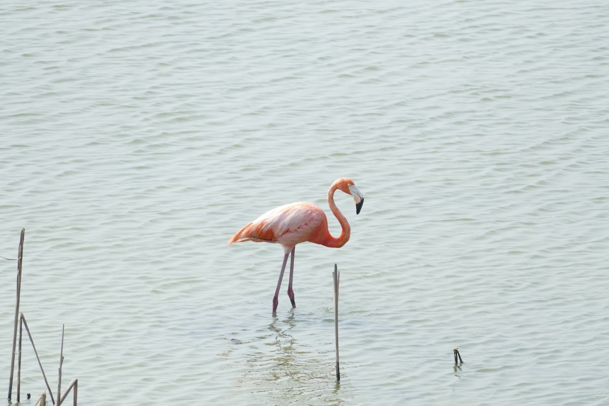 American Flamingo - ML619261644