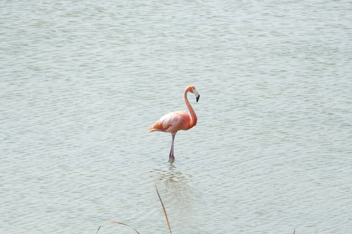 American Flamingo - ML619261646