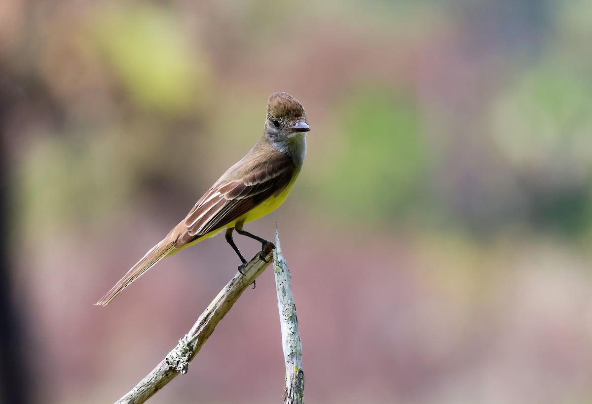 Great Crested Flycatcher - ML619261706