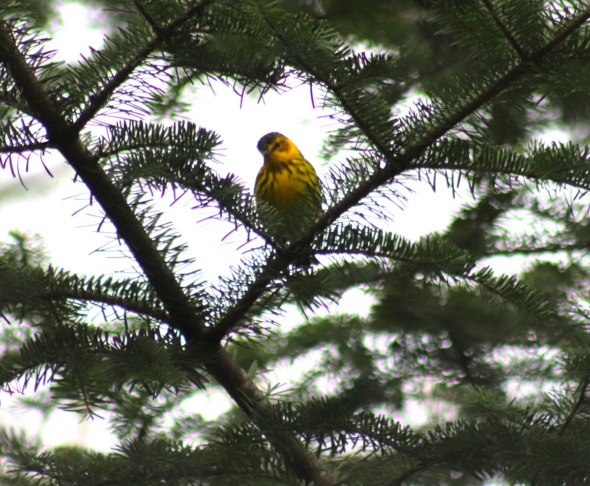 Cape May Warbler - ML619261781