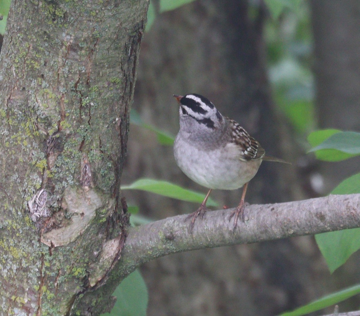 White-crowned Sparrow - ML619261791