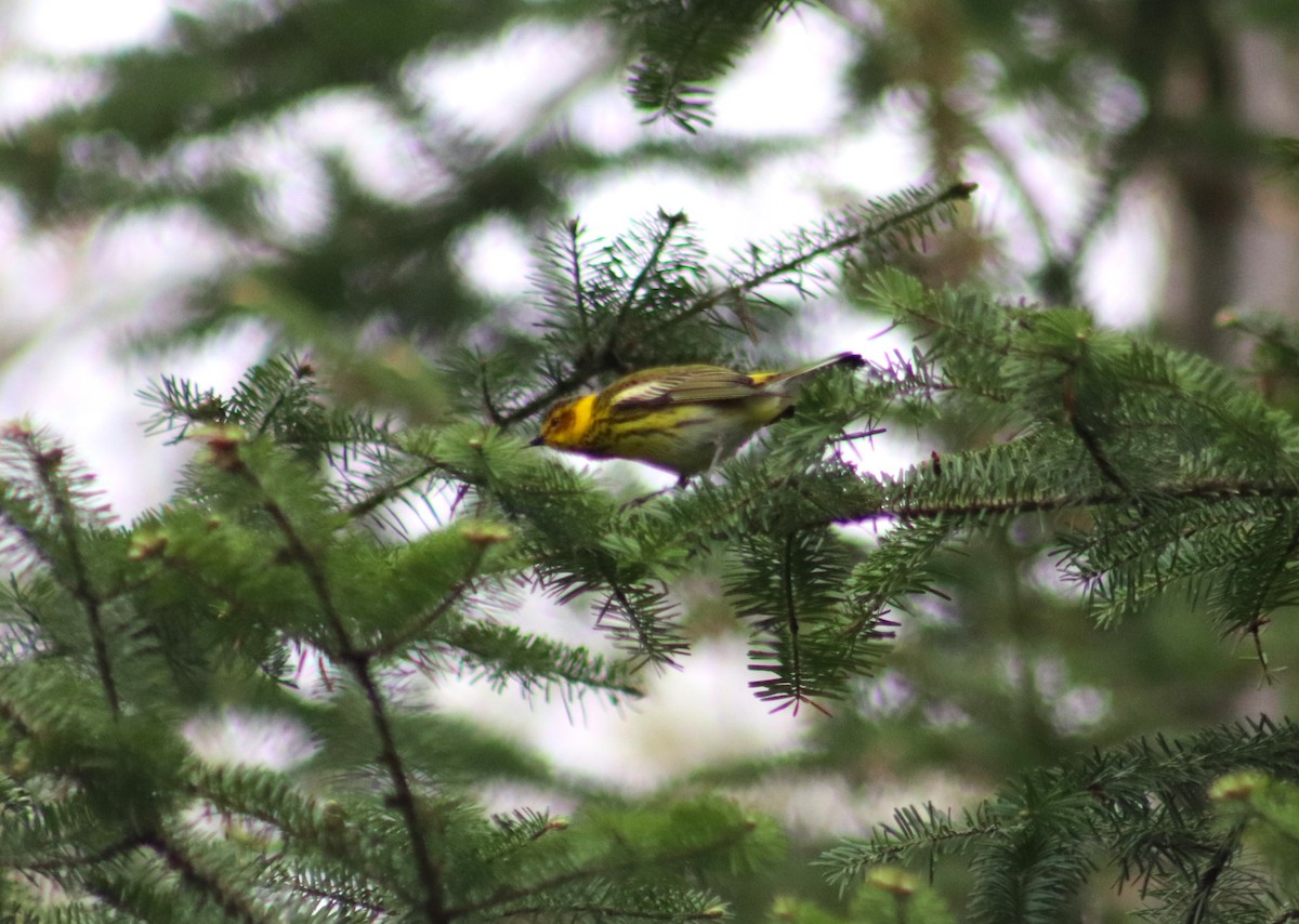Cape May Warbler - ML619261793