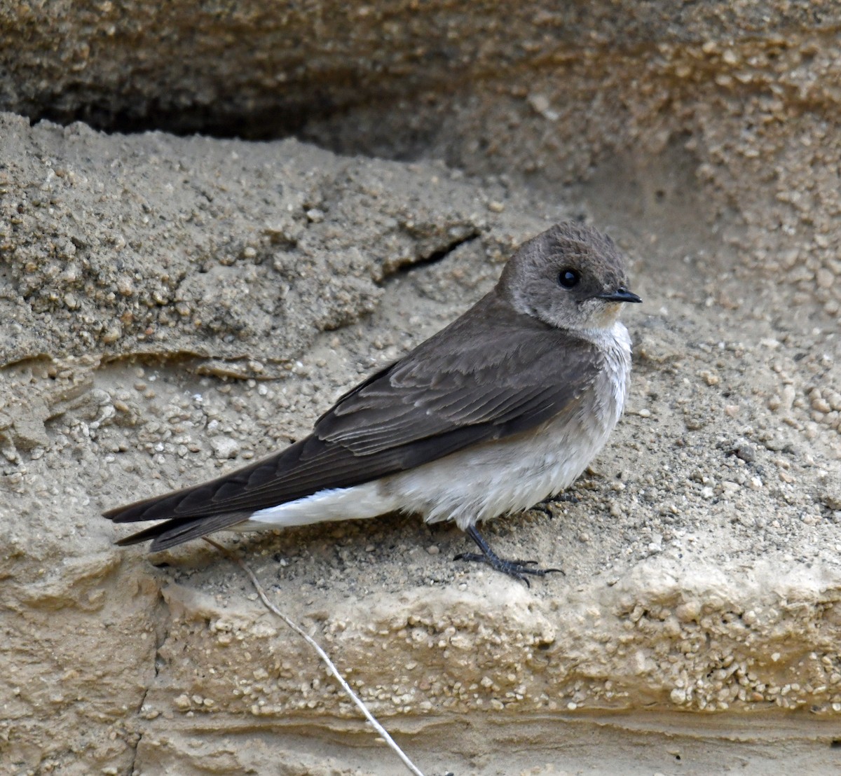 Northern Rough-winged Swallow - ML619261795