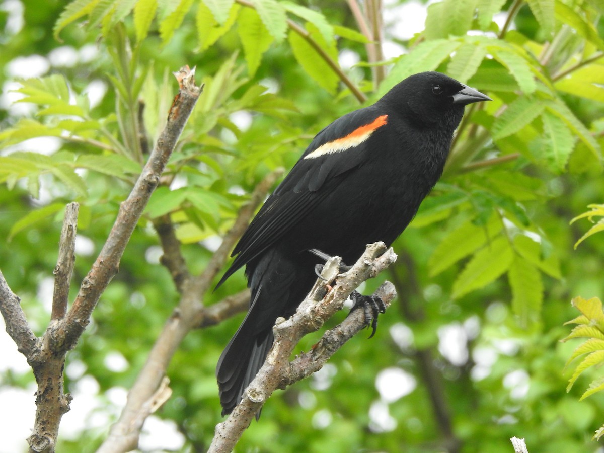 Red-winged Blackbird - ML619261834