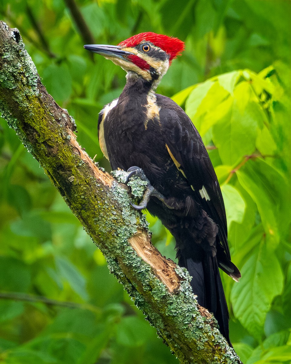 Pileated Woodpecker - ML619261843