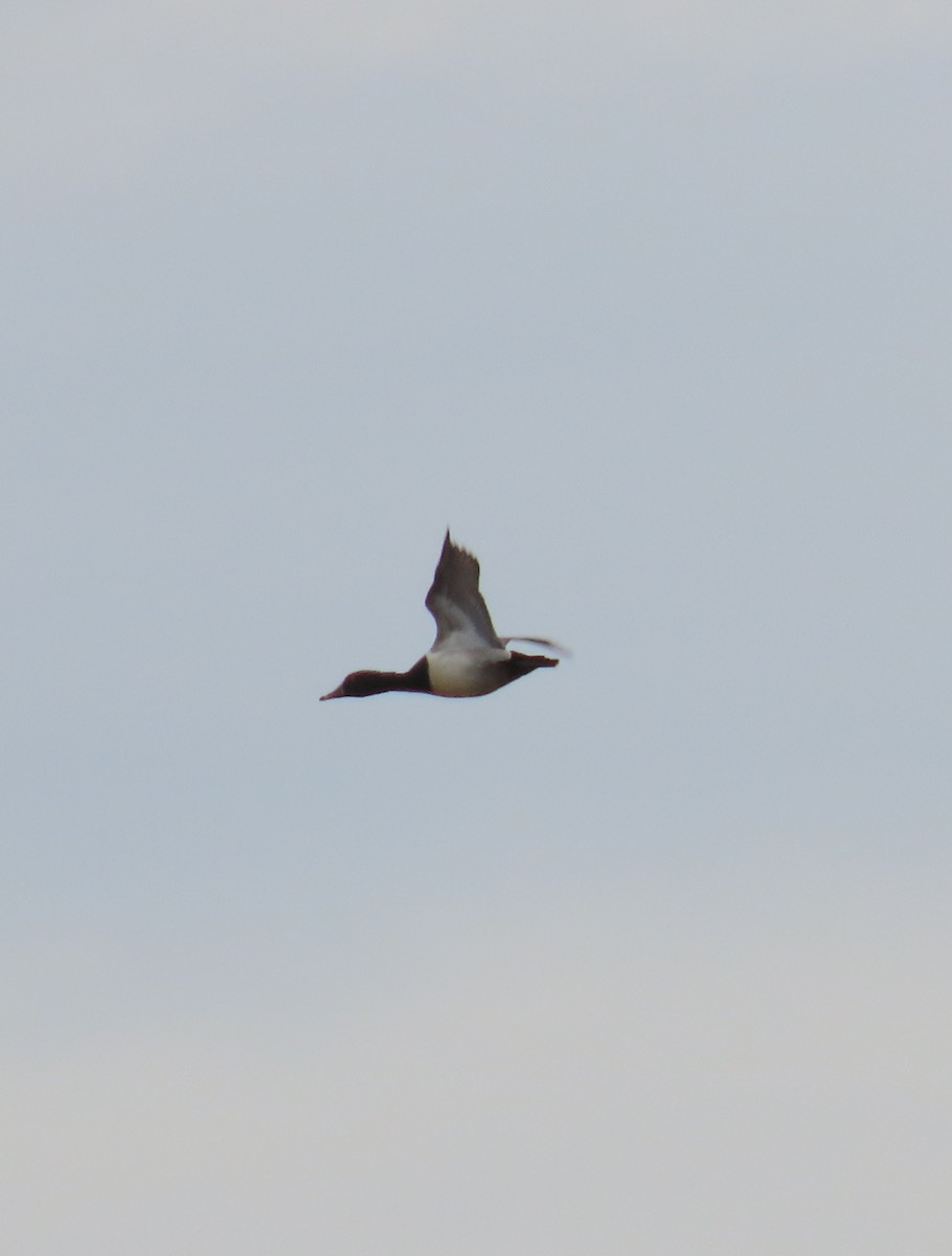 Ring-necked Duck - ML619261857