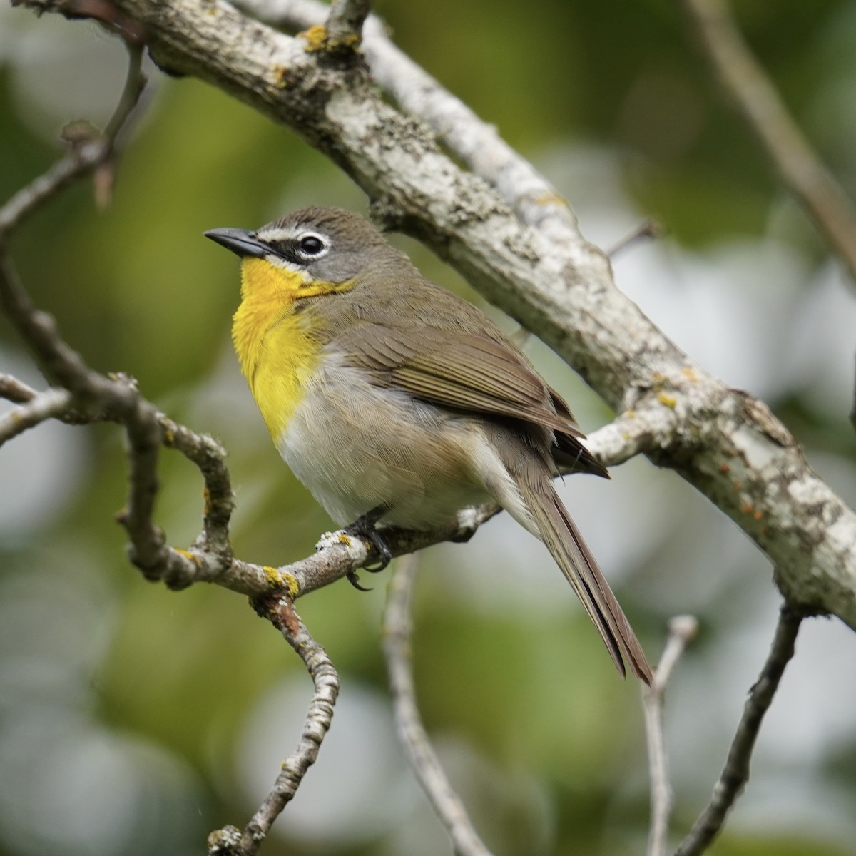 Yellow-breasted Chat - ML619261909