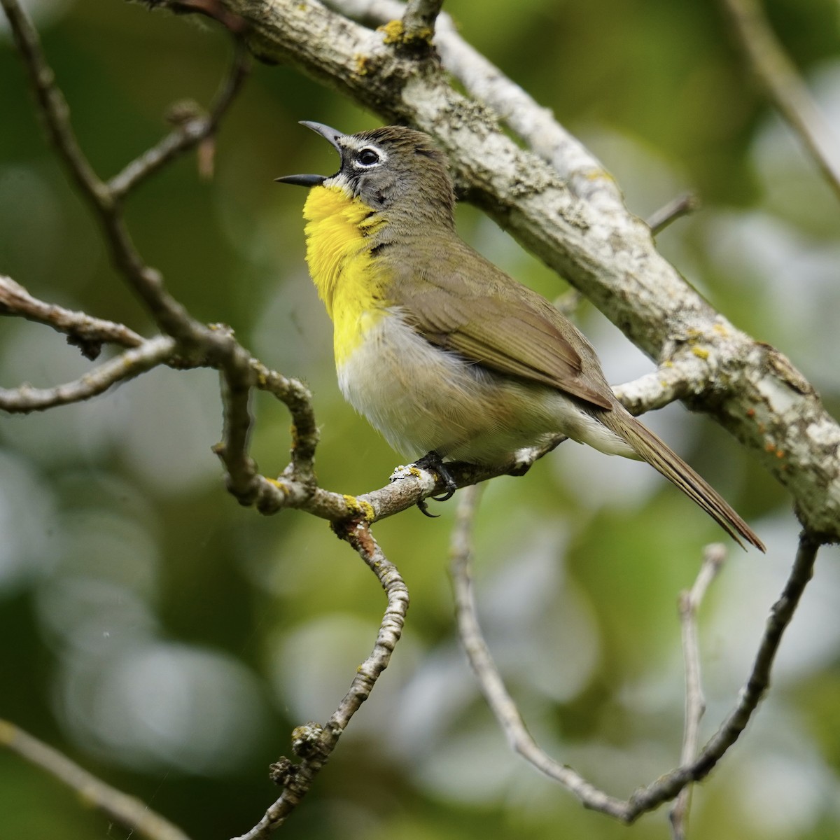 Yellow-breasted Chat - ML619261910