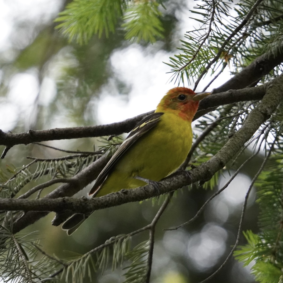 Western Tanager - ML619261948
