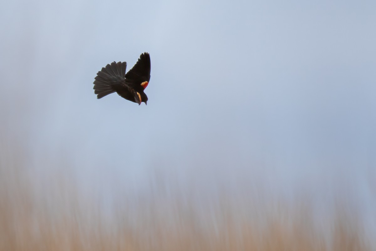 Red-winged Blackbird - ML619261999