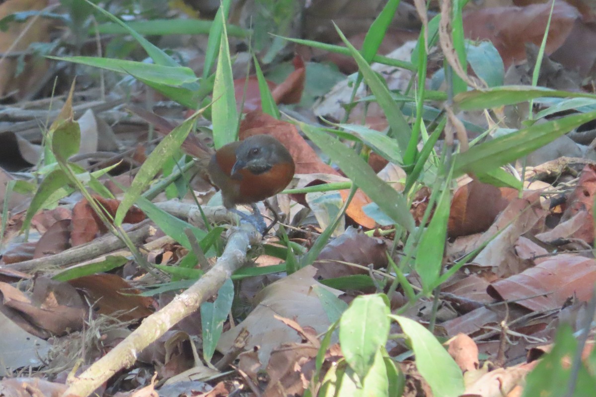 Rufous-breasted Spinetail - ML619262046