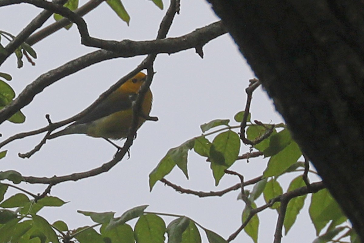 Prothonotary Warbler - ML619262096