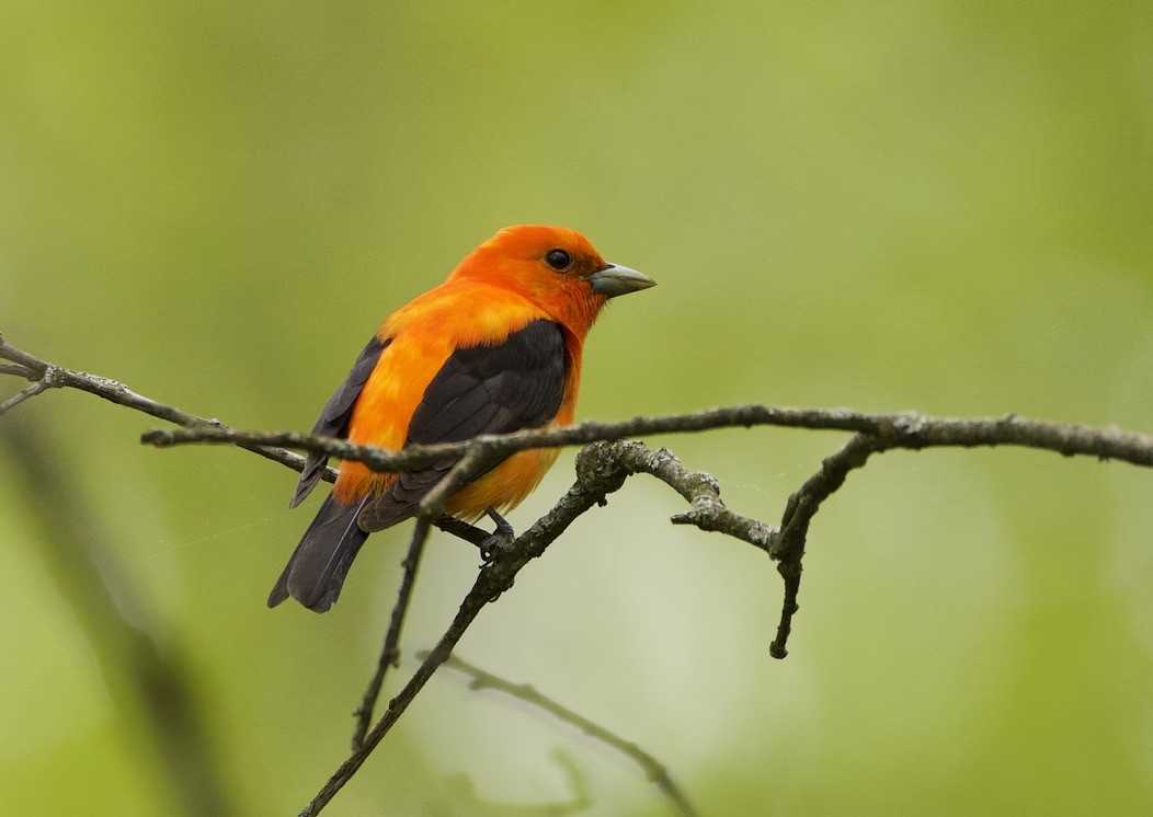 Scarlet Tanager - ML619262103