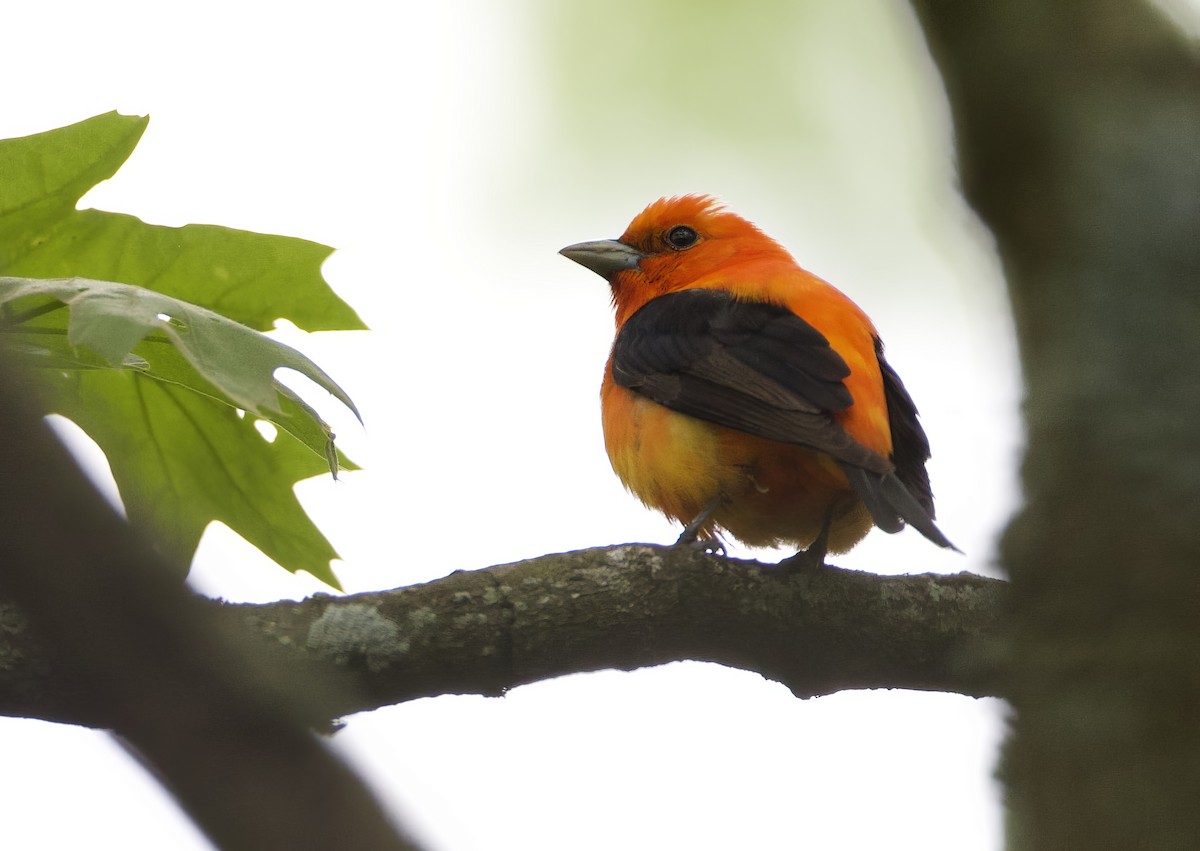 Scarlet Tanager - ML619262110