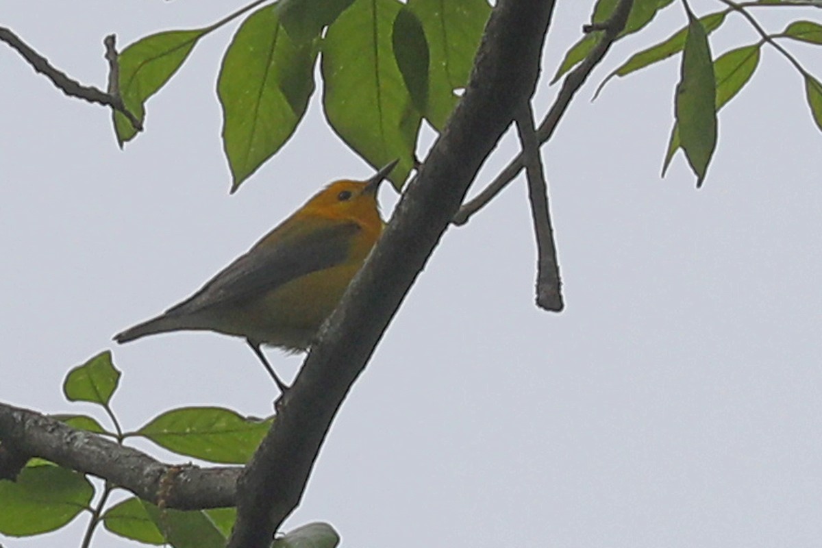 Prothonotary Warbler - ML619262117