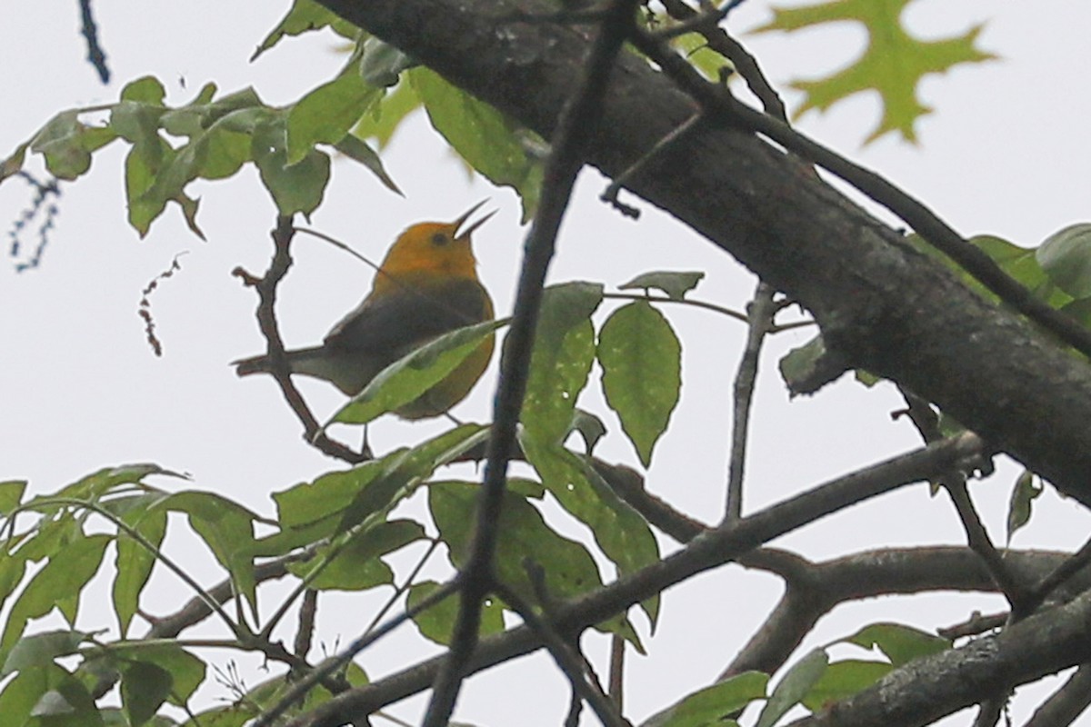Prothonotary Warbler - ML619262118