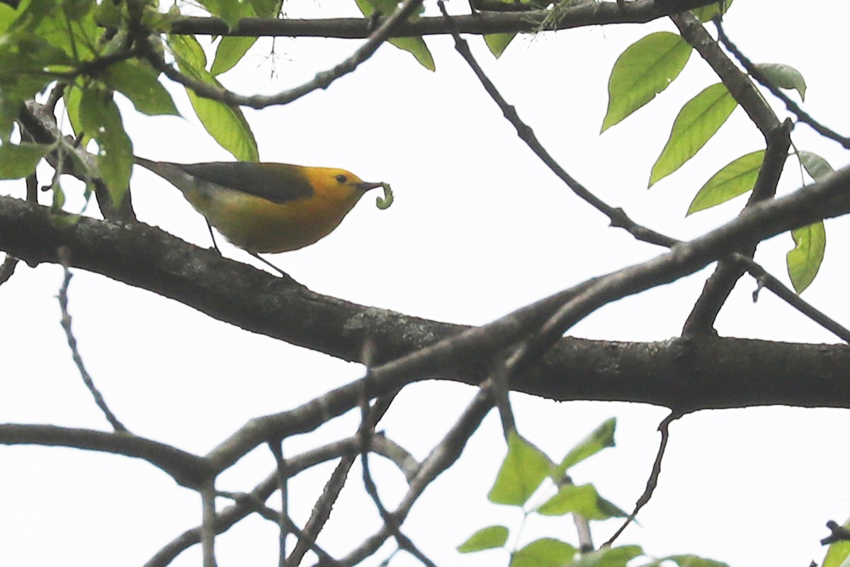 Prothonotary Warbler - ML619262119