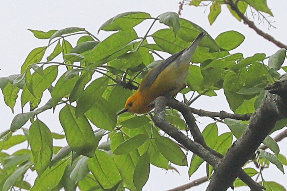 Prothonotary Warbler - ML619262121