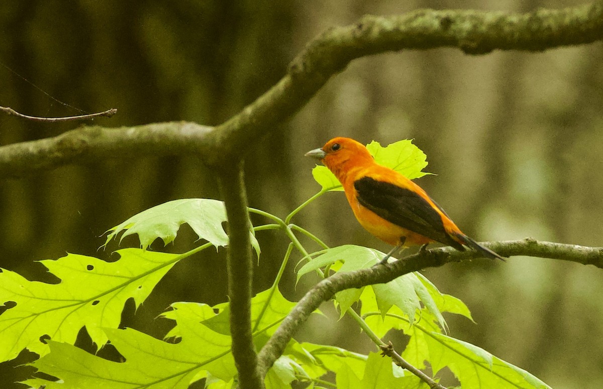 Scarlet Tanager - ML619262151