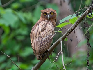  - Philippine Eagle-Owl