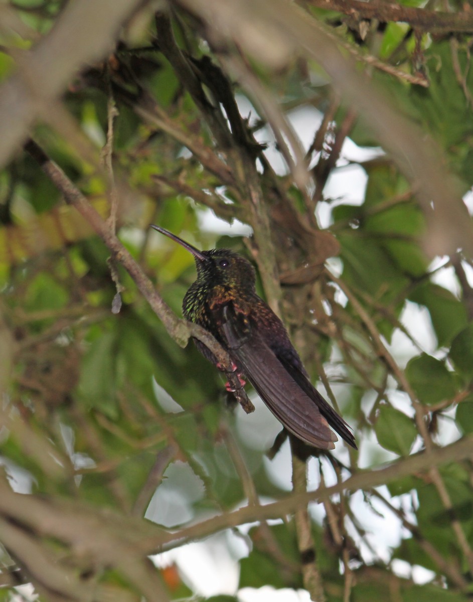 kolibřík křivozobý - ML619262281
