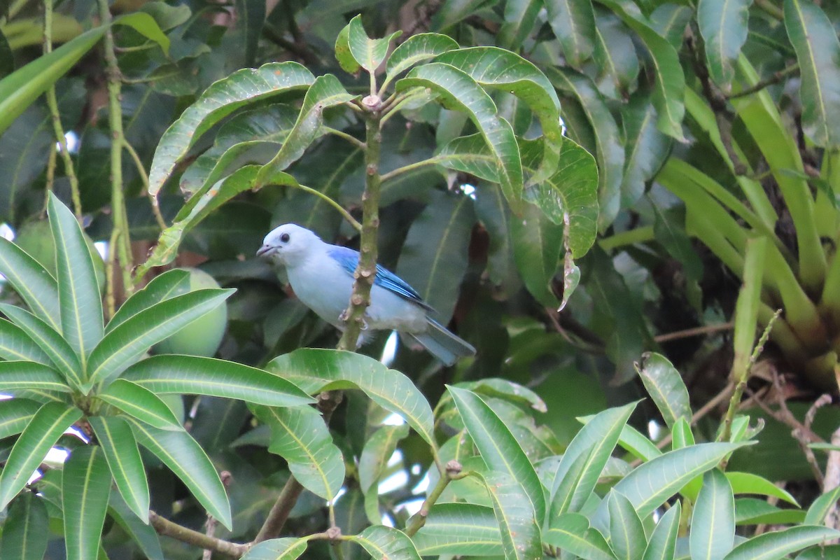 Blue-gray Tanager - ML619262289