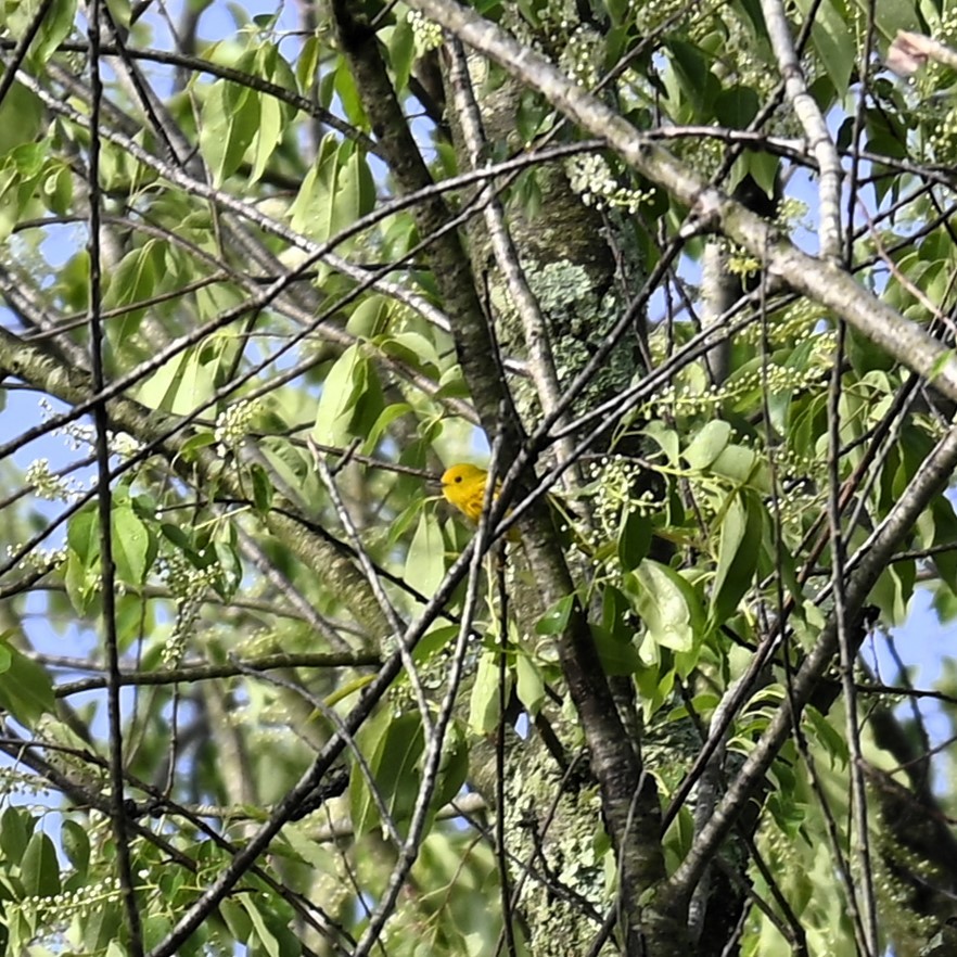 Yellow Warbler - ML619262305
