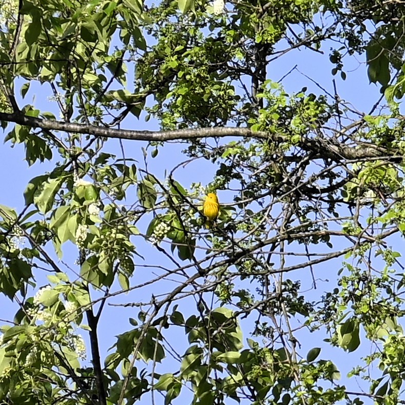 Yellow Warbler - ML619262306