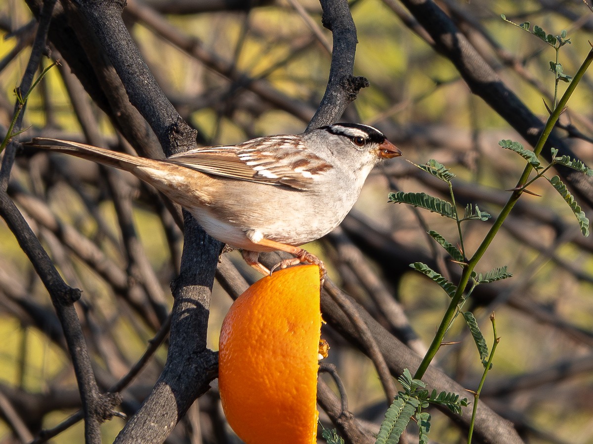 White-crowned Sparrow (Dark-lored) - ML619262328