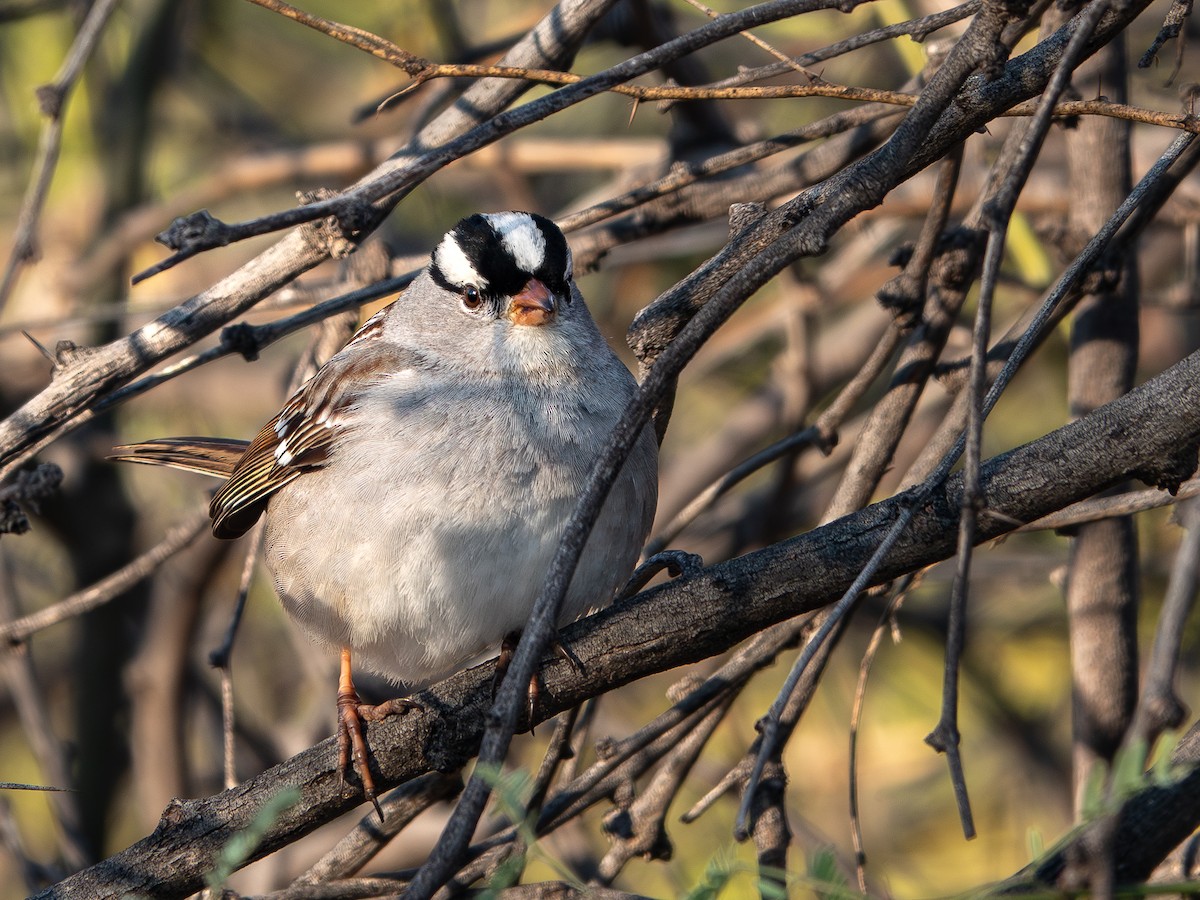 White-crowned Sparrow (Dark-lored) - ML619262330