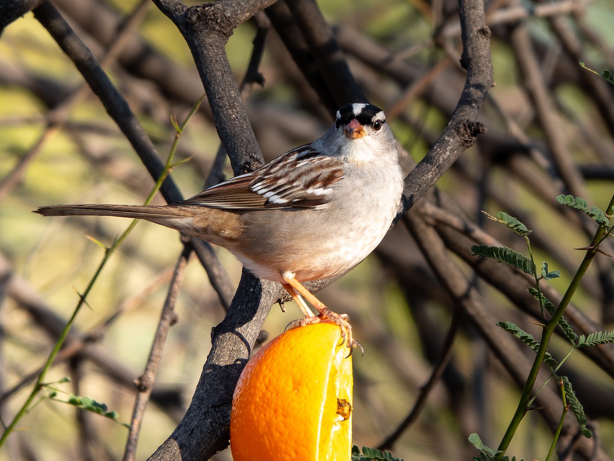 White-crowned Sparrow (Dark-lored) - ML619262332