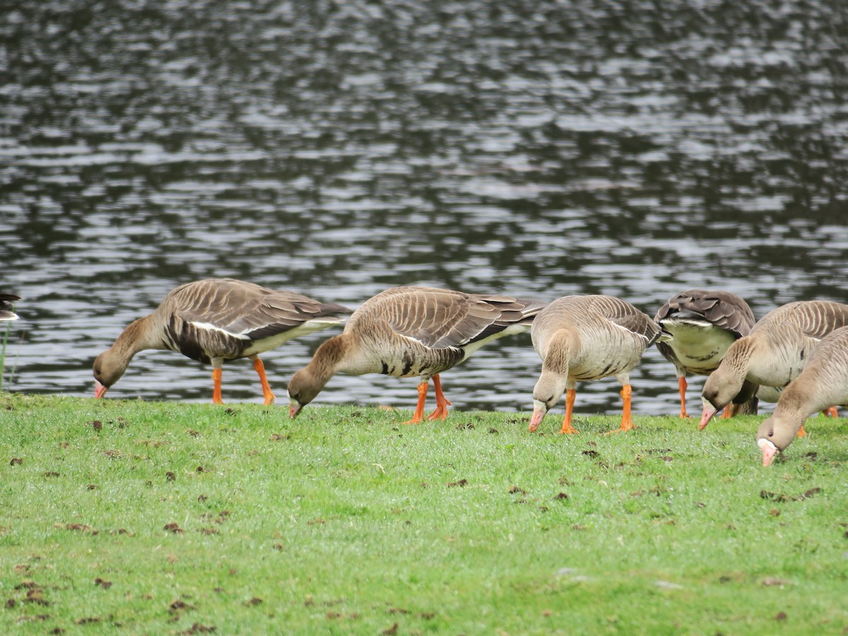 Greater White-fronted Goose - ML619262388