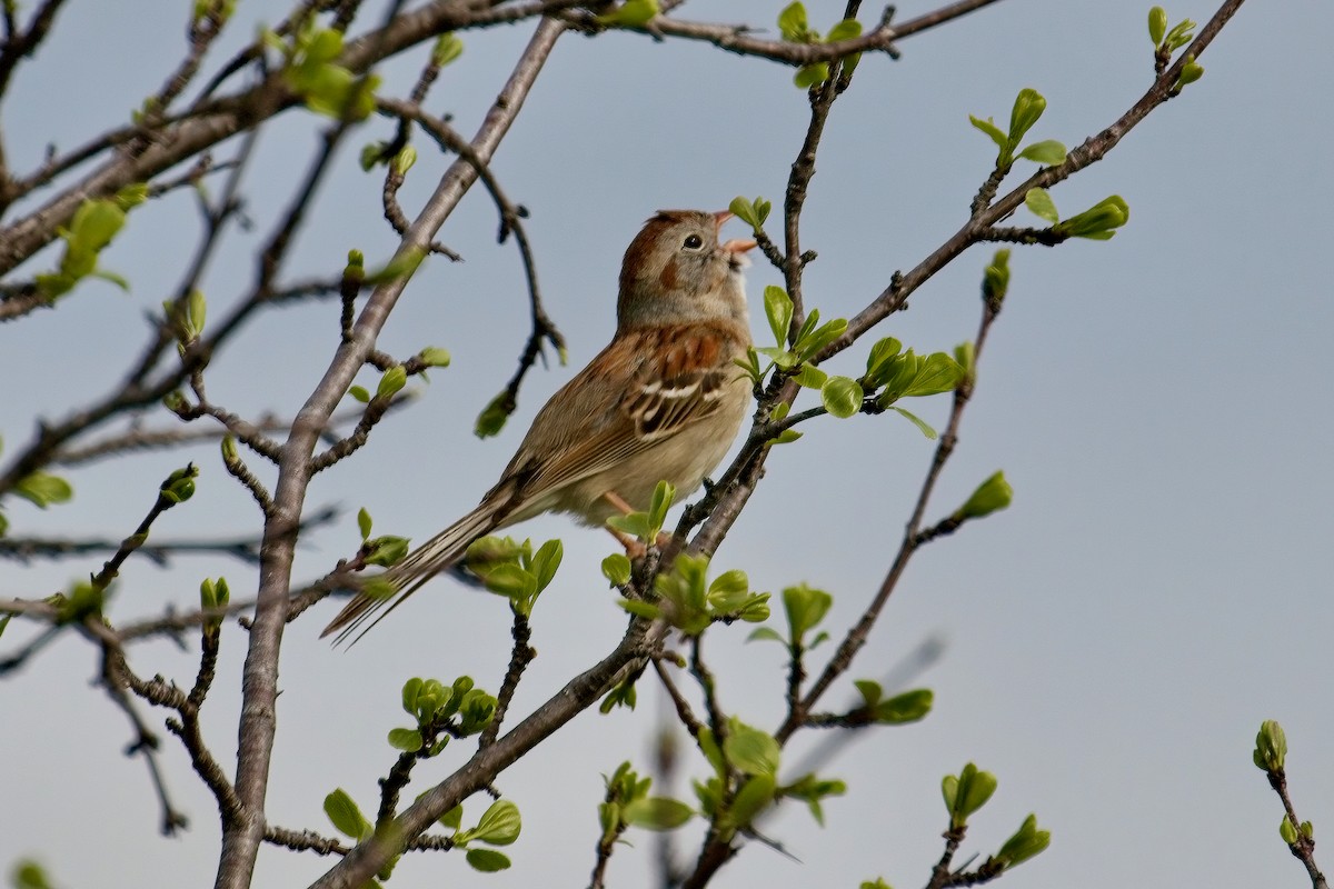 Field Sparrow - ML619262391
