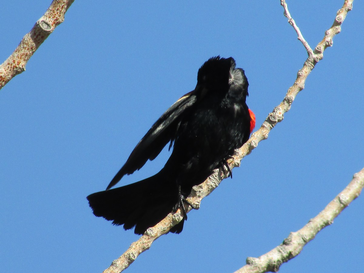 Red-winged Blackbird - ML619262406