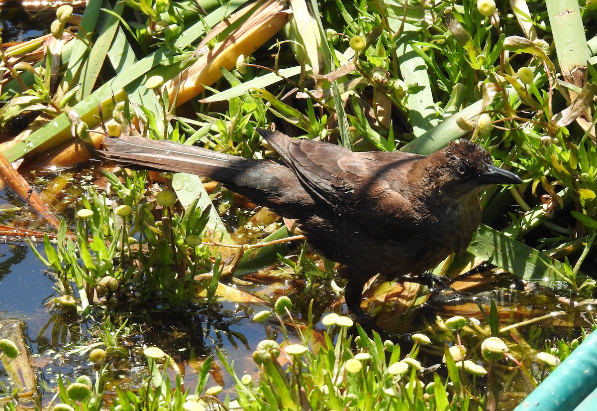 Great-tailed Grackle - ML619262461