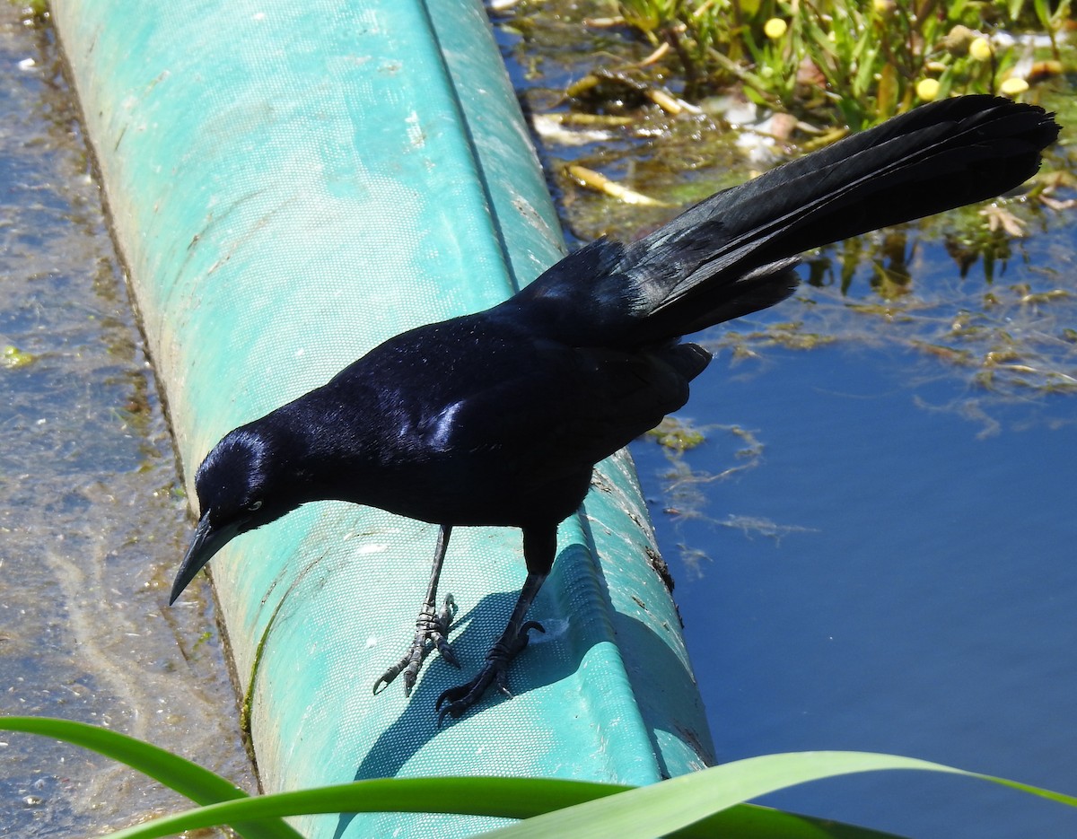 Great-tailed Grackle - ML619262464