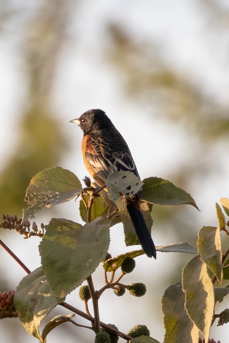 Orchard Oriole - ML619262473