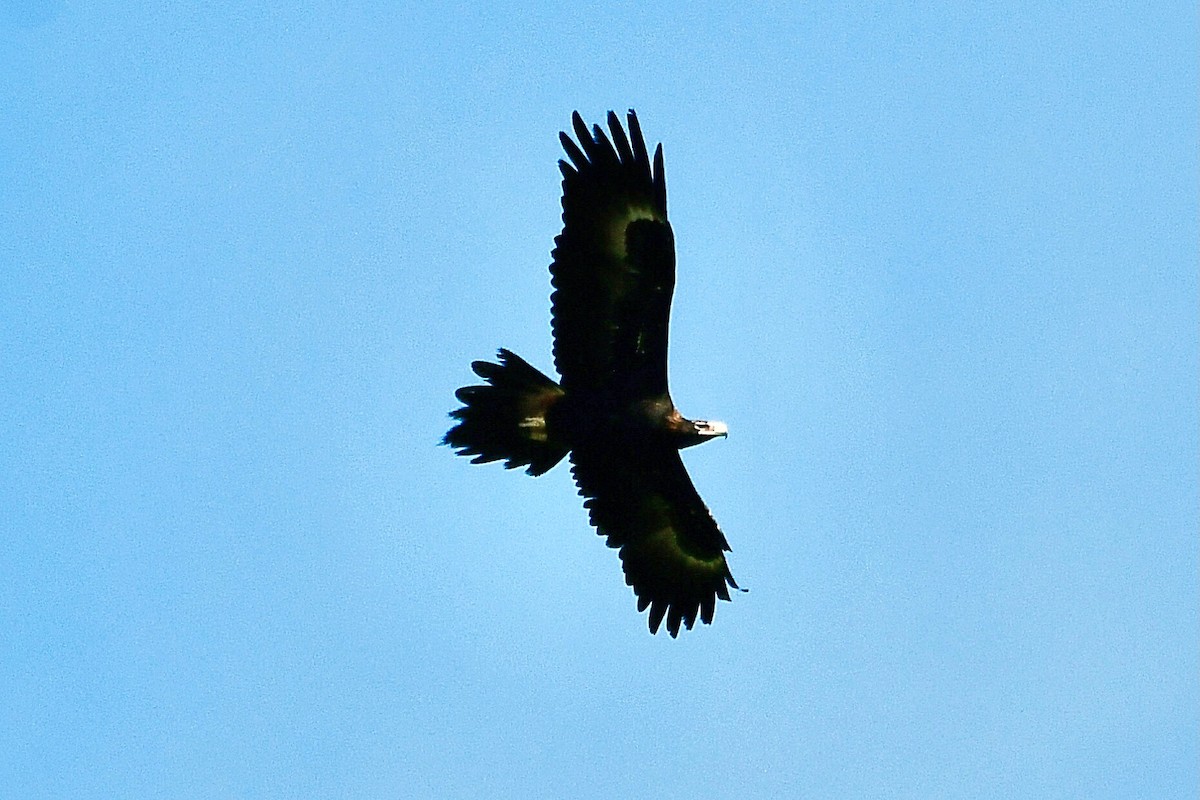 Wedge-tailed Eagle - ML619262474