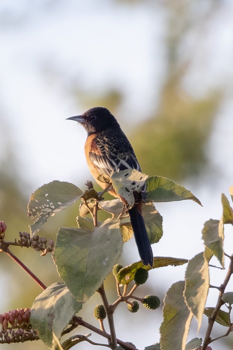 Orchard Oriole - ML619262475