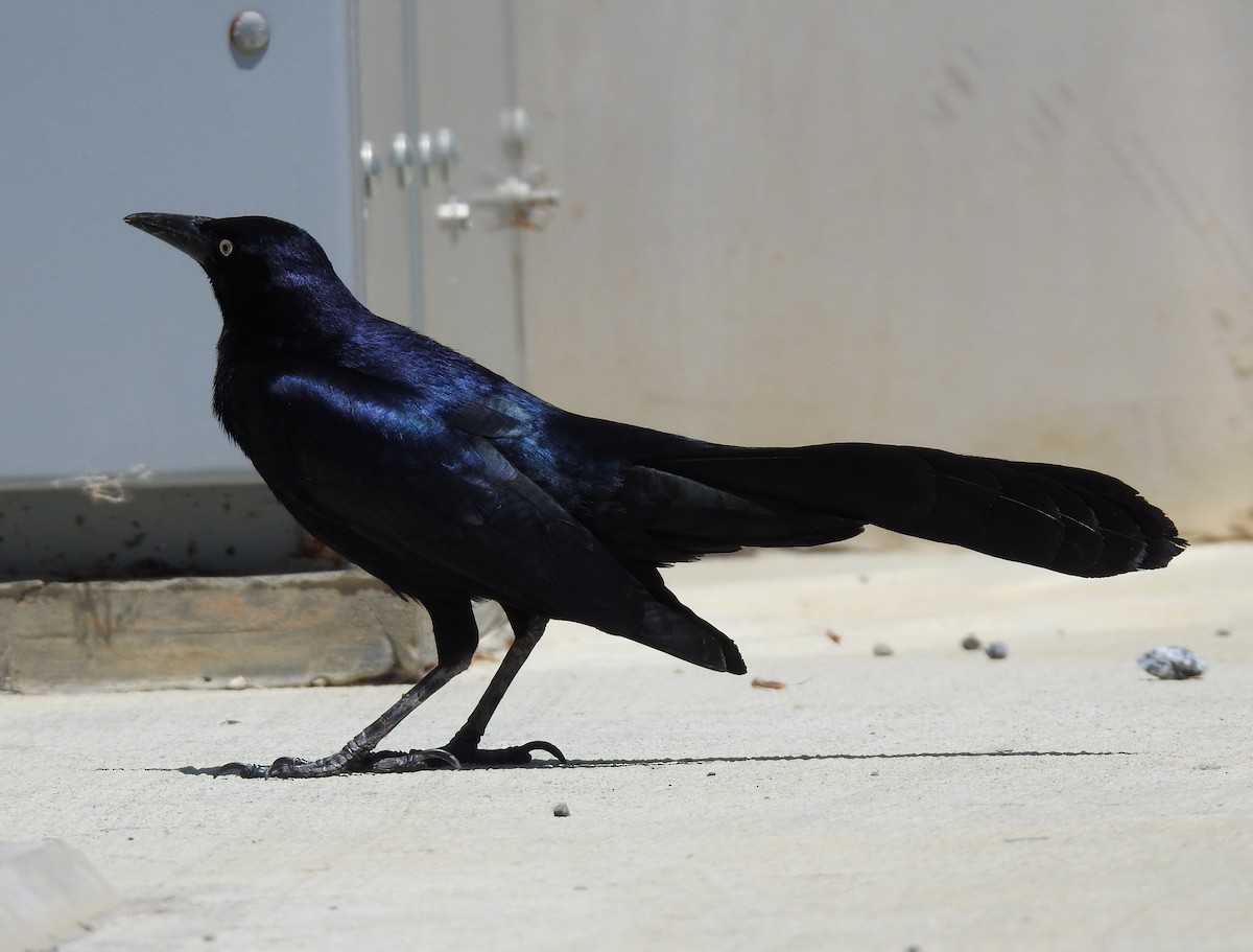 Great-tailed Grackle - ML619262476