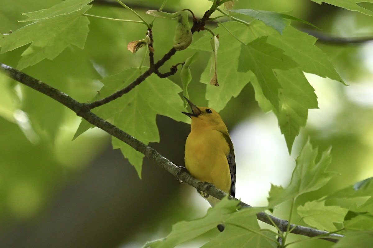 Prothonotary Warbler - ML619262477